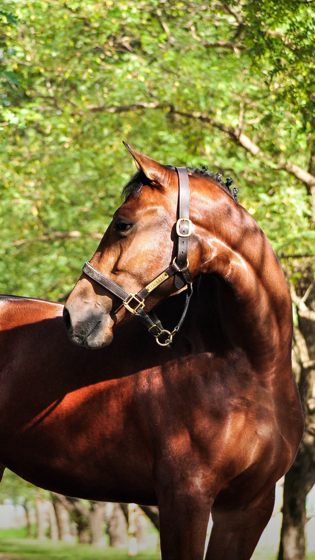 Pegasus Alta Gama
